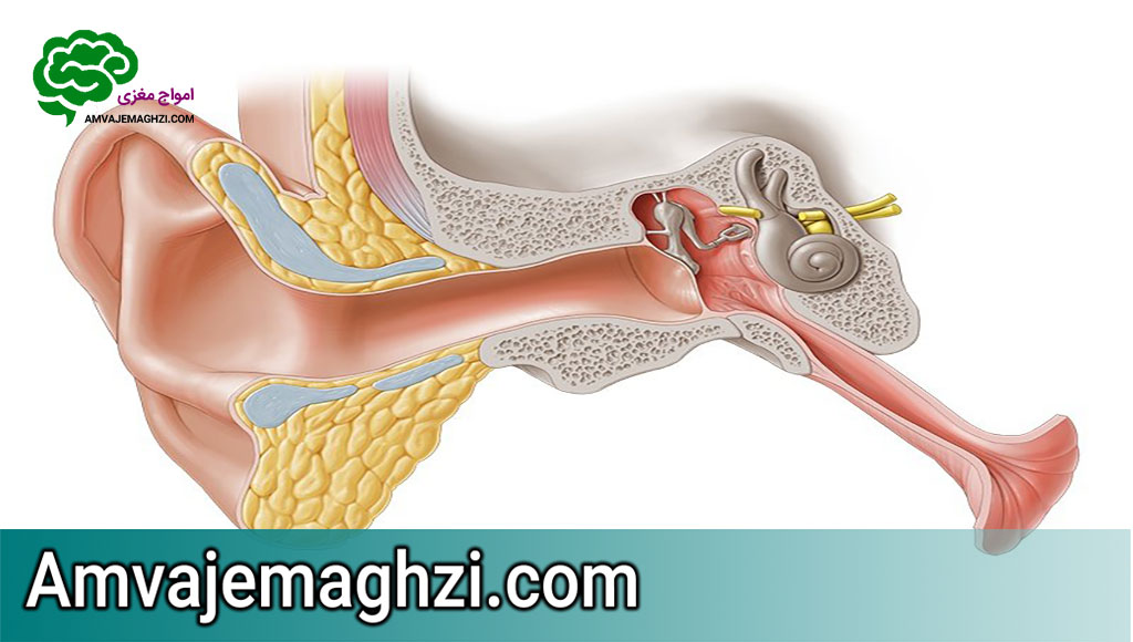 ساختار مغز و سیستم شنوایی